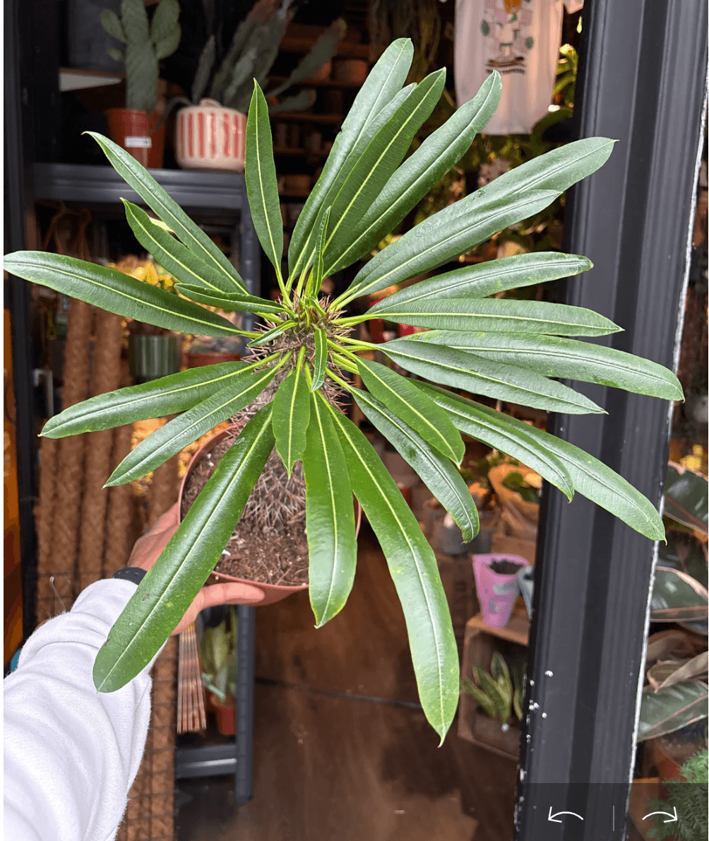 African ornamental nursery 2